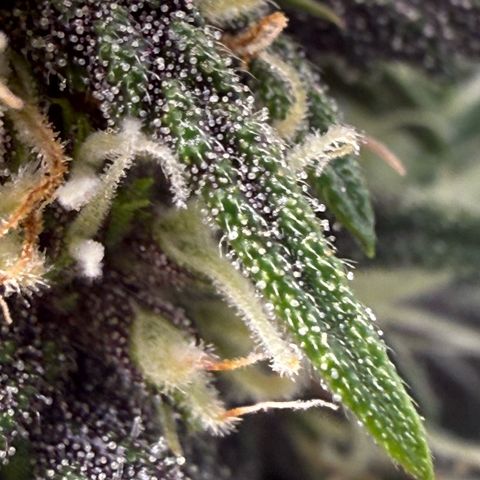 Banana Purple Punch Auto growlog timeline photo