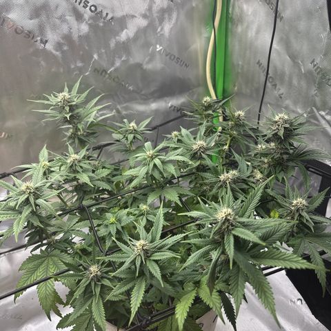 Banana Purple Punch Auto growlog timeline photo