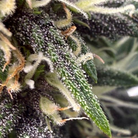 Banana Purple Punch Auto growlog timeline photo