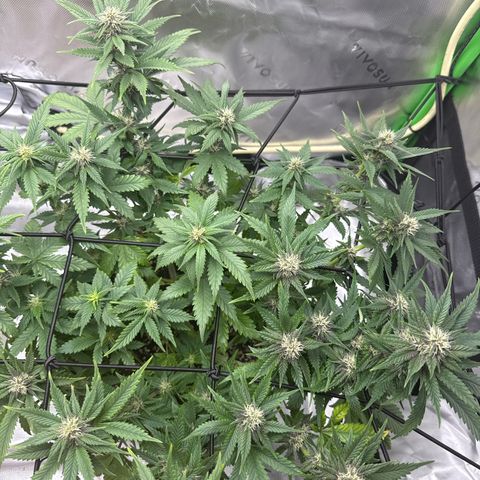 Banana Purple Punch Auto growlog timeline photo