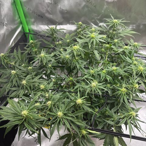 apple fritter auto growlog timeline photo