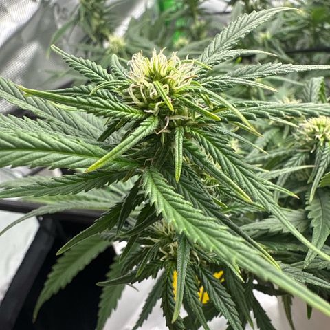 apple fritter auto growlog timeline photo
