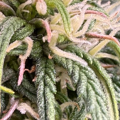 apple fritter auto growlog timeline photo
