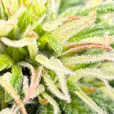 apple fritter auto growlog timeline photo