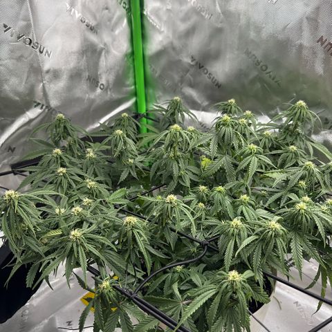 apple fritter auto growlog timeline photo