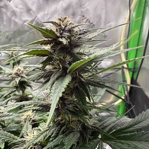 Banana Purple Punch Auto growlog timeline photo