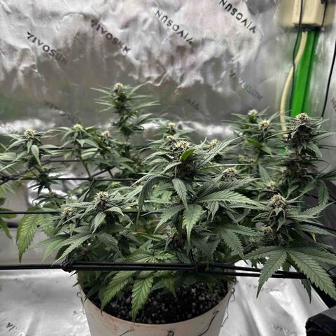 Banana Purple Punch Auto growlog timeline photo