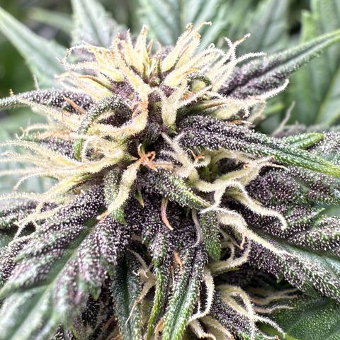 Banana Purple Punch Auto growlog timeline photo