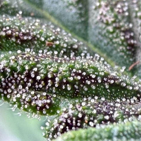 Banana Purple Punch Auto growlog timeline photo
