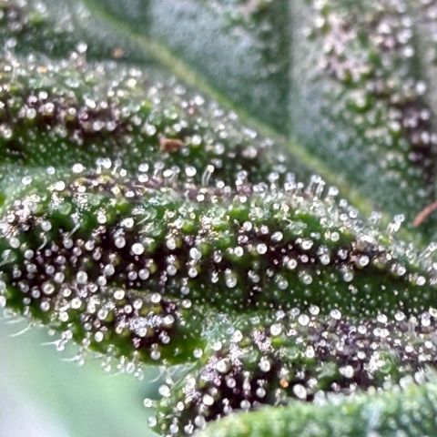 Banana Purple Punch Auto growlog timeline photo