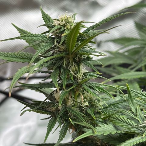 apple fritter auto growlog timeline photo