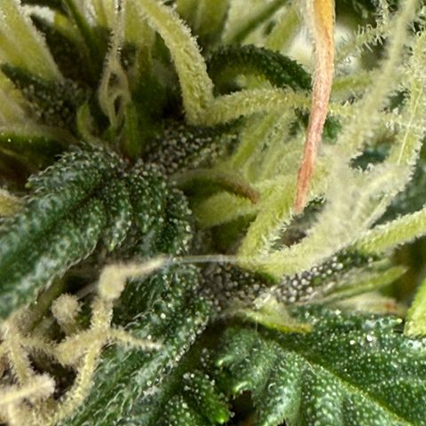 apple fritter auto growlog timeline photo