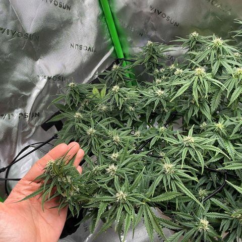 apple fritter auto growlog timeline photo