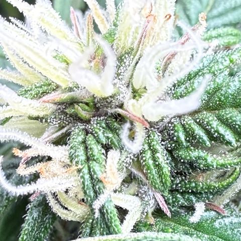 apple fritter auto growlog timeline photo