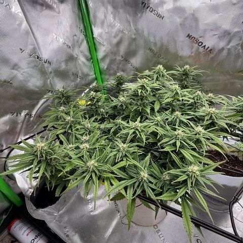 apple fritter auto growlog timeline photo