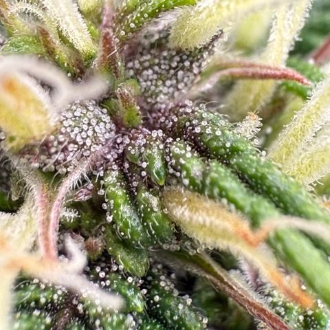 apple fritter auto growlog timeline photo