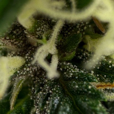 apple fritter auto growlog timeline photo