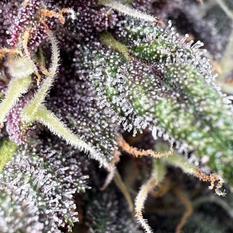 Banana Purple Punch Auto growlog timeline photo
