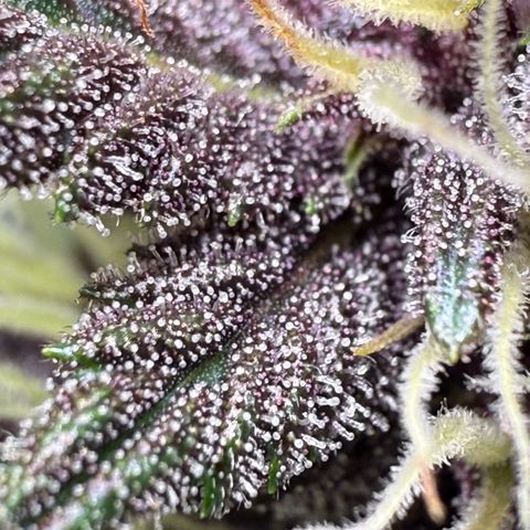 Banana Purple Punch Auto growlog timeline photo