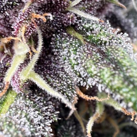 Banana Purple Punch Auto growlog timeline photo