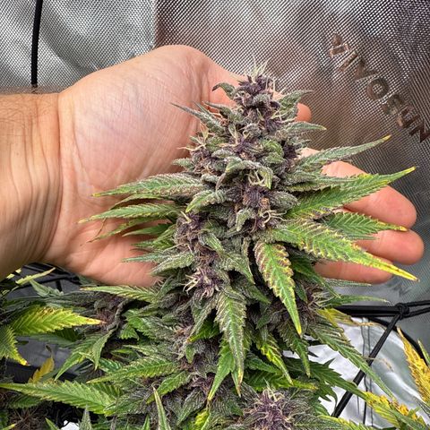 Banana Purple Punch Auto growlog timeline photo