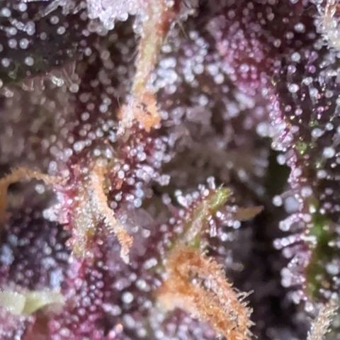Banana Purple Punch Auto growlog timeline photo