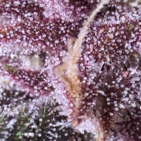 Banana Purple Punch Auto growlog timeline photo