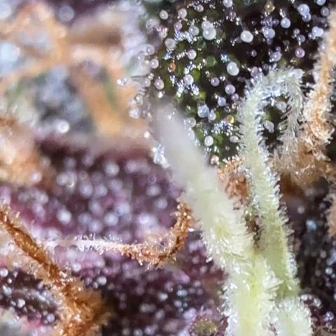 Banana Purple Punch Auto growlog timeline photo