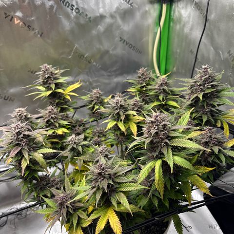 Banana Purple Punch Auto growlog timeline photo