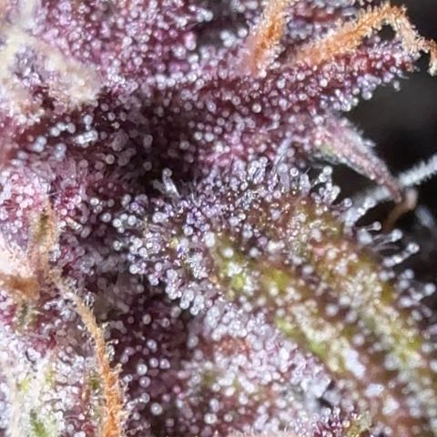 Banana Purple Punch Auto growlog timeline photo