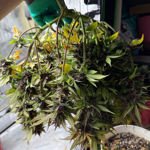 Banana Purple Punch Auto growlog timeline photo
