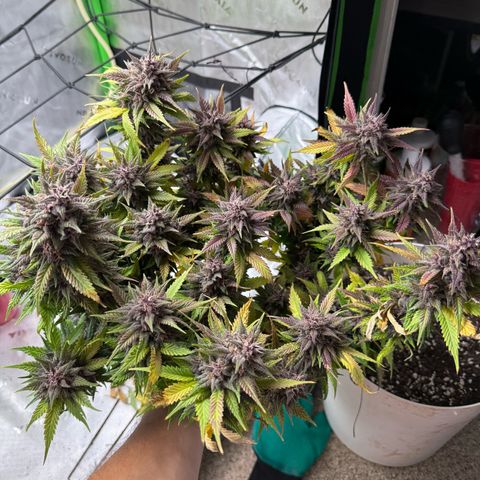 Banana Purple Punch Auto growlog timeline photo
