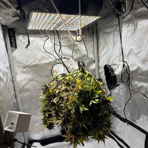 Banana Purple Punch Auto growlog timeline photo