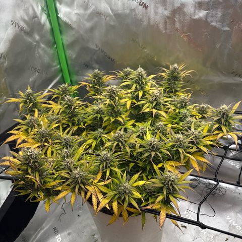 apple fritter auto growlog timeline photo