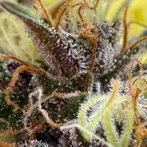 apple fritter auto growlog timeline photo