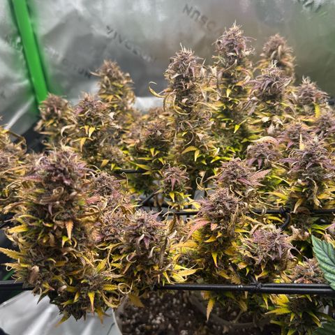 apple fritter auto growlog timeline photo