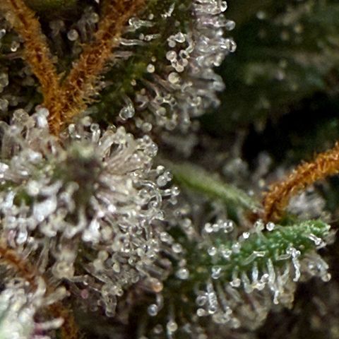 apple fritter auto growlog timeline photo