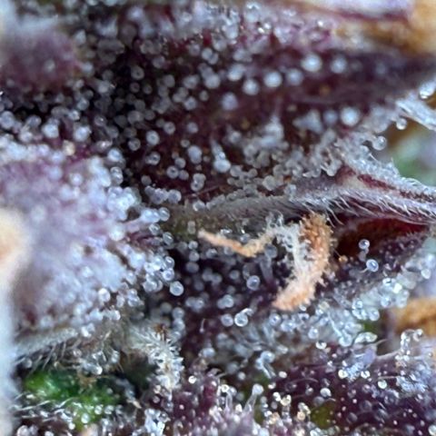apple fritter auto growlog timeline photo