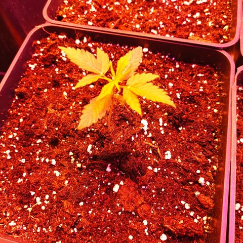 Magnum Auto growlog timeline photo