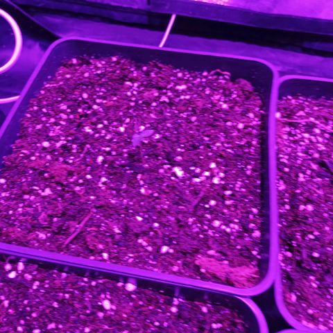 Magnum Auto growlog timeline photo