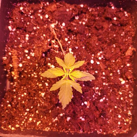Magnum Auto growlog timeline photo
