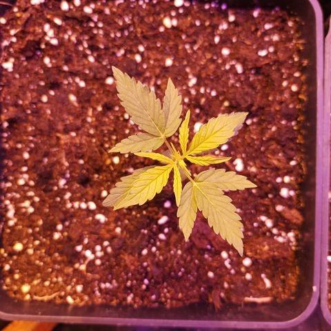 Magnum Auto growlog timeline photo