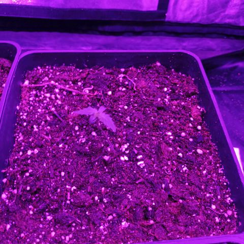 Magnum Auto growlog timeline photo