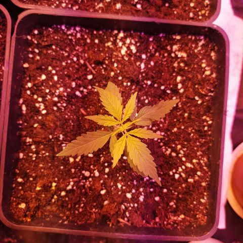 Magnum Auto growlog timeline photo