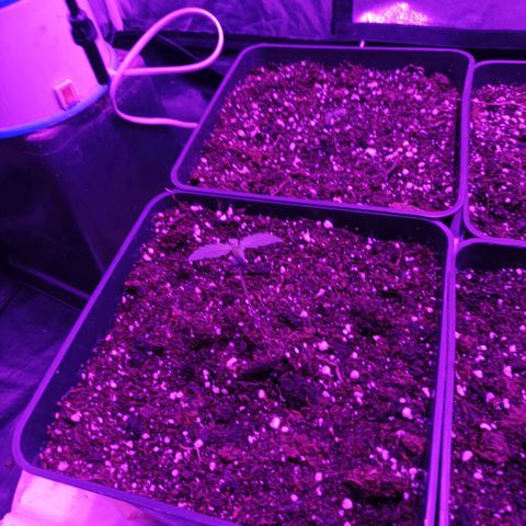 Magnum Auto growlog timeline photo