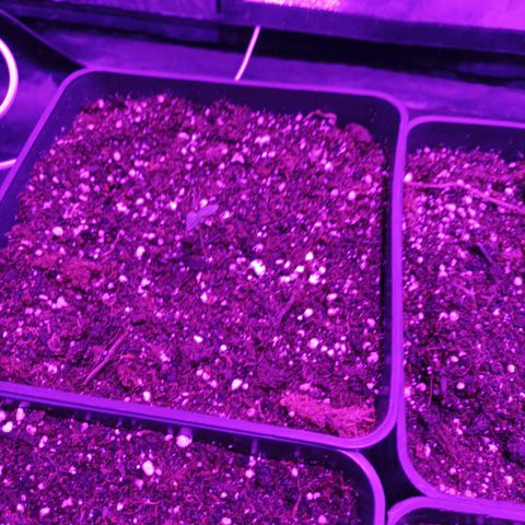 Magnum Auto growlog timeline photo