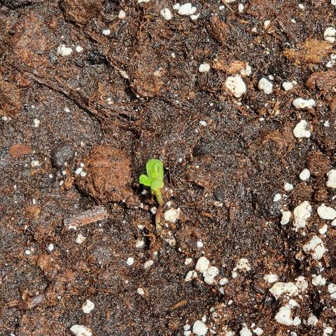 Royal Gorilla Automatic #3 growlog timeline photo