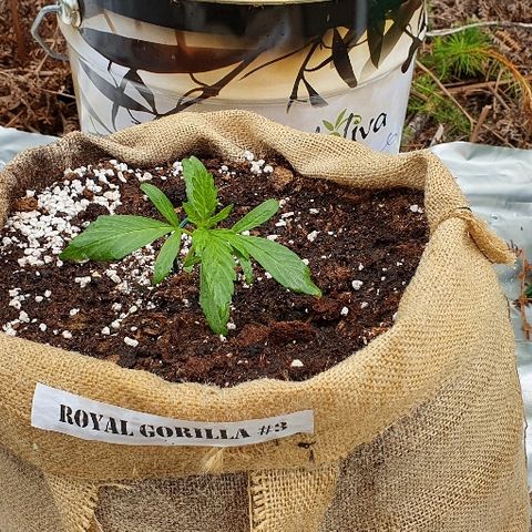Royal Gorilla Automatic #3 growlog timeline photo