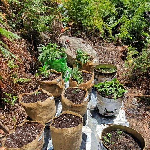 Royal Gorilla Automatic #3 growlog timeline photo