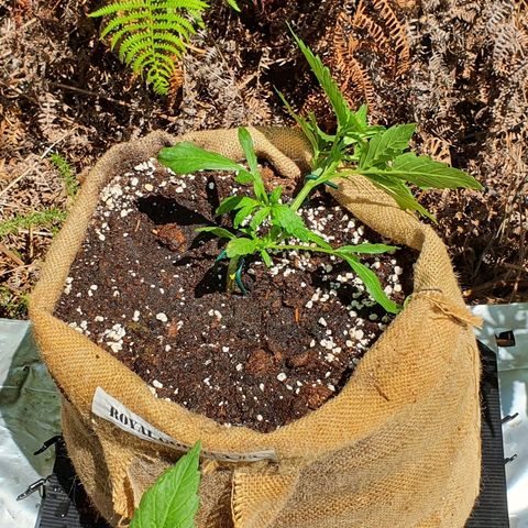 Royal Gorilla Automatic #3 growlog timeline photo